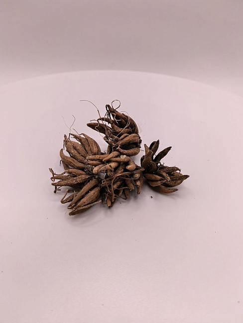 Ранункулюс Желтый 1 уп. (10 шт.)