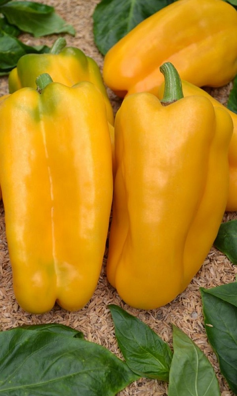 Перец сладкий Уральский толстостенный золотой F1 (УД) 20 шт. цв.п.