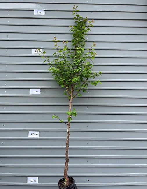 Абрикос Профессор Скворцов (3 года) 1 шт