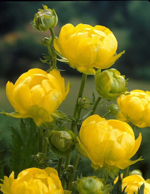 Купальница узколепестная