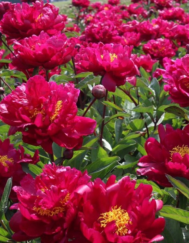 Пион травянистый Фиона 1 шт