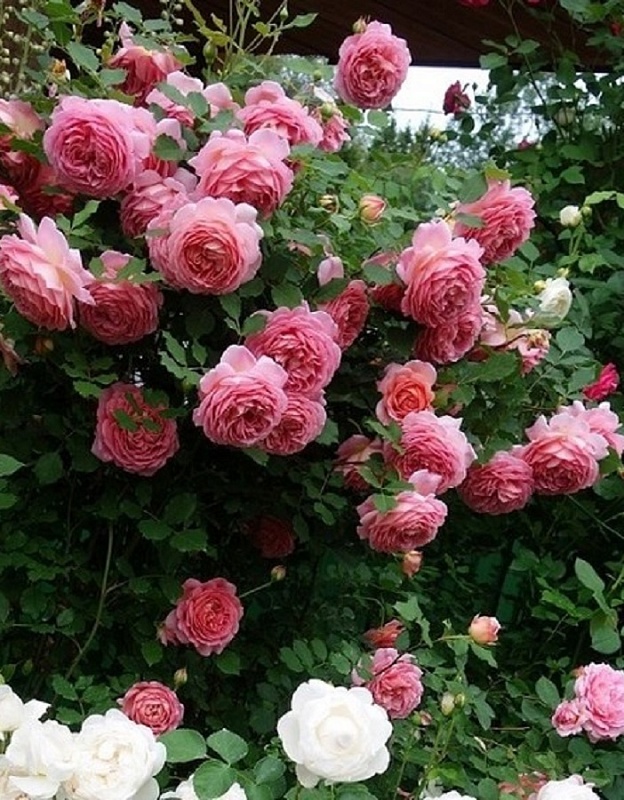 Роза английская Джубили селебрейшн