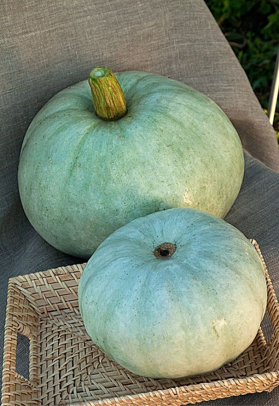 Тыква крупноплодная Волжская серая 92 2 гр б.п