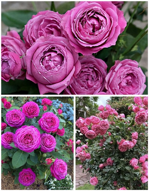 Набор роз "Марсианка1" 3 саженца