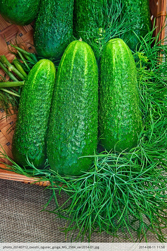 Огурец Гинга F1 0,25 гр цв.п.