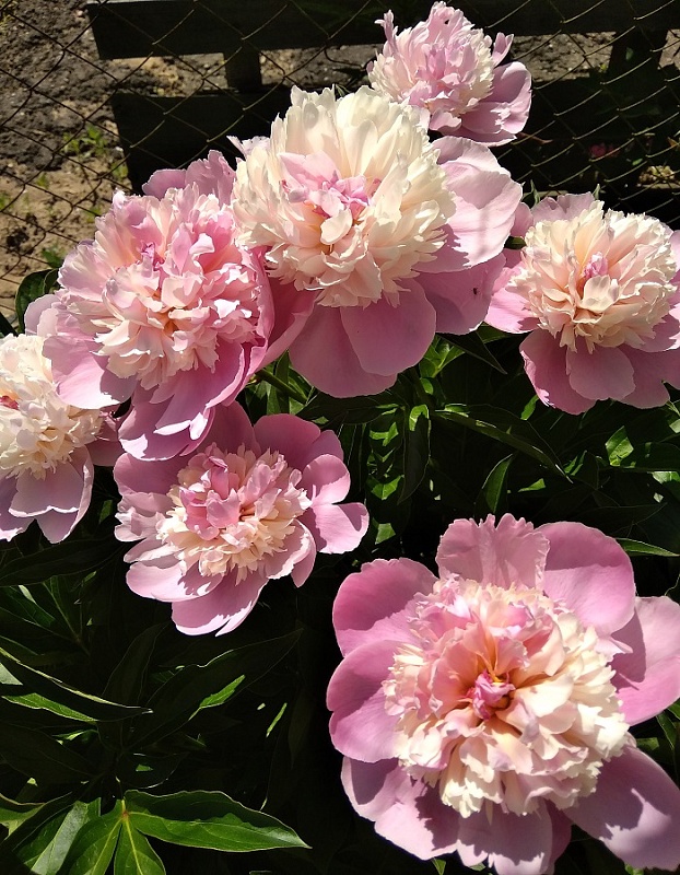 Пион травянистый Сорбет