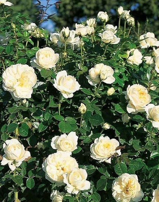 Роза спрей Леа Романтика 