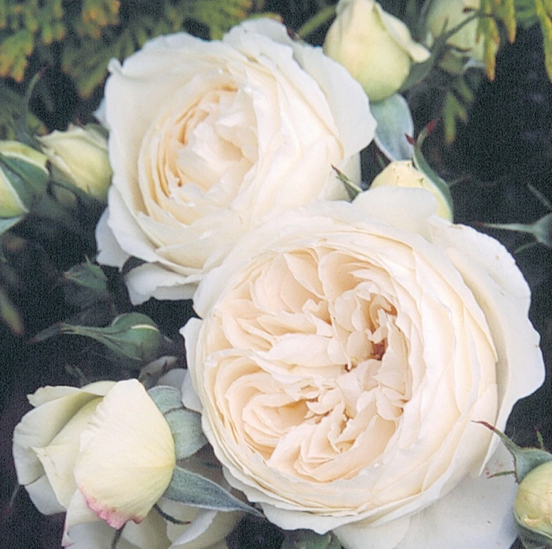 Роза чайно-гибридная Евгения 