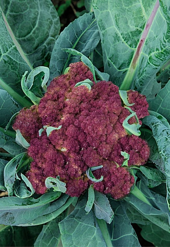 Капуста цветная Вайолеттер (Селекция "ВХ") 0,3 гр цв.п.