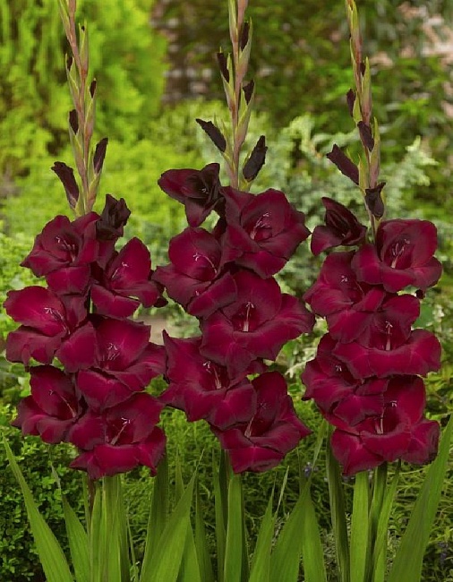 Гладиолус Эспрессо 