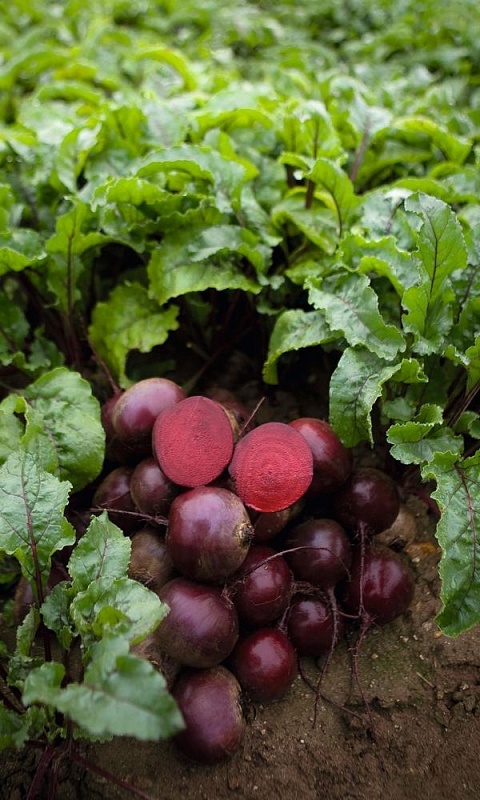Свекла Ерли Вондер (УД)  2 гр  цв.п
