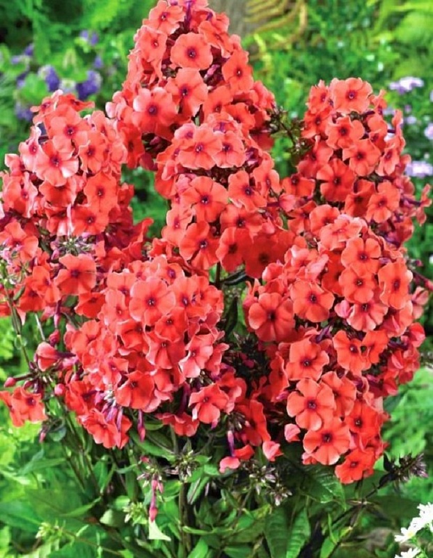 Флокс Текила Санрайз 