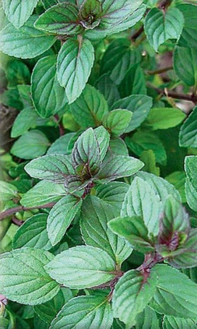 Мята Москвичка ASF 1 шт Р9