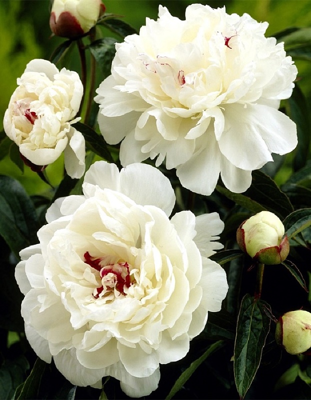 Пион травянистый Фестива Максима