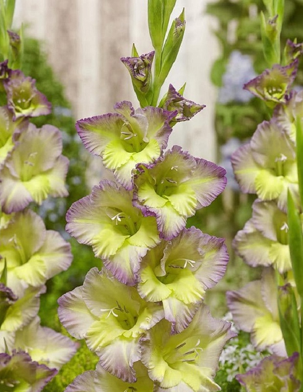 Гладиолус Мунлайт Шэдоу 