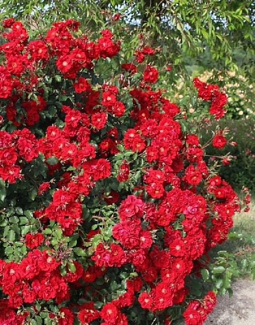 Роза кустовая Ротер Корсар