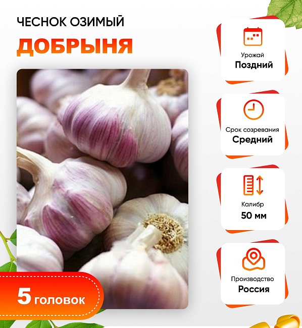 Чеснок Добрыня 1 уп. (5 головок) калибр 5
