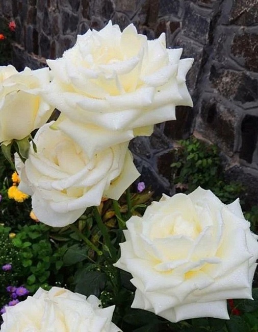 Роза чайно-гибридная Анастасия