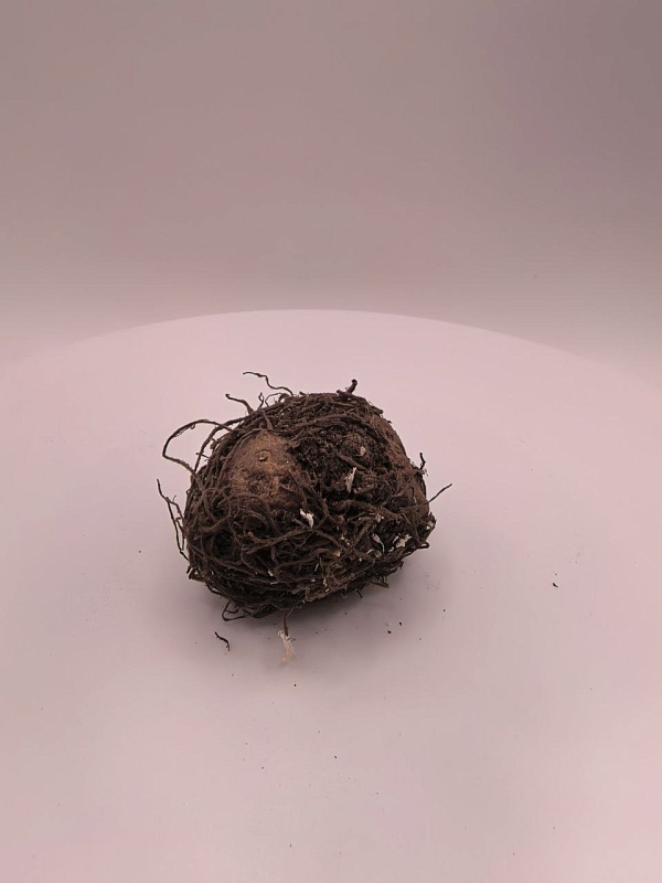 Глоксиния Виолацеа