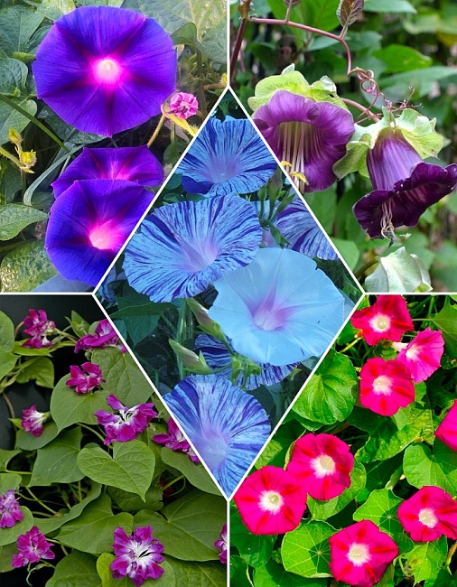 Набор цветочная смесь "Вьющиеся растения"