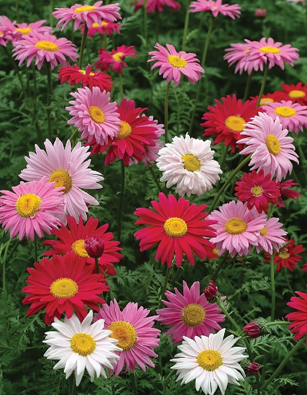 Персидская ромашка Робинзон, смесь сортов (Аэлита) 0,2 гр цв п