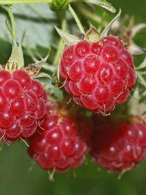 Малиново Поляничный Гибрид 