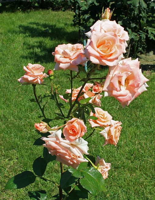 Роза флорибунда Притти Вумен 1 шт
