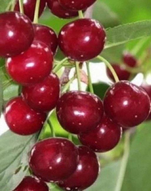 Вишне-черешневый гибрид (ВЧГ) Эффектная 