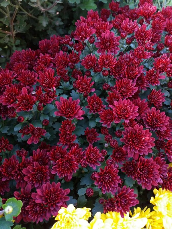 Хризантема Санбим Рэд ASF 1 шт Р9