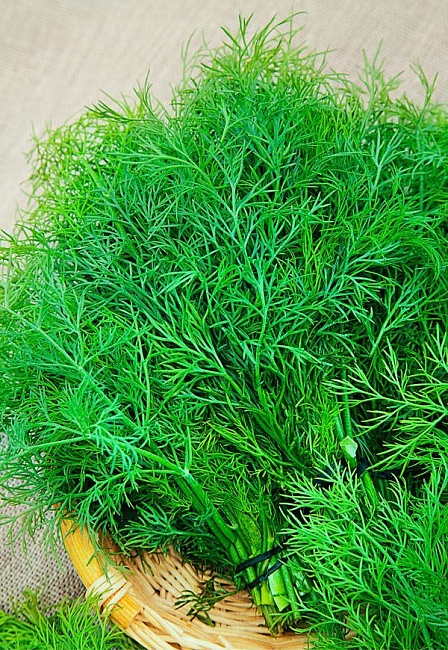 Укроп Кибрай 2 гр цв.п