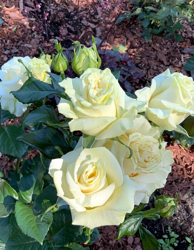 Роза чайно-гибридная Мондиаль 