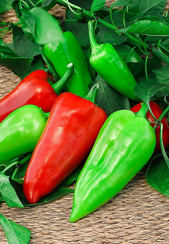 Перец сладкий Богатырь 0,1гр  цв.п