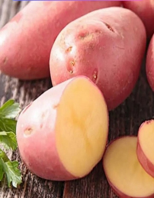 Картофель Взрывной, элита 