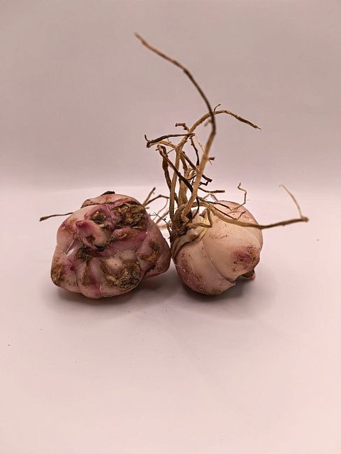 Лилия Бриндизи 1 уп. (2 шт.)