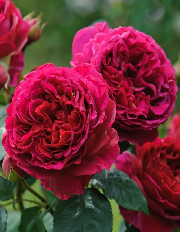 Роза английская Фишерман Фринд