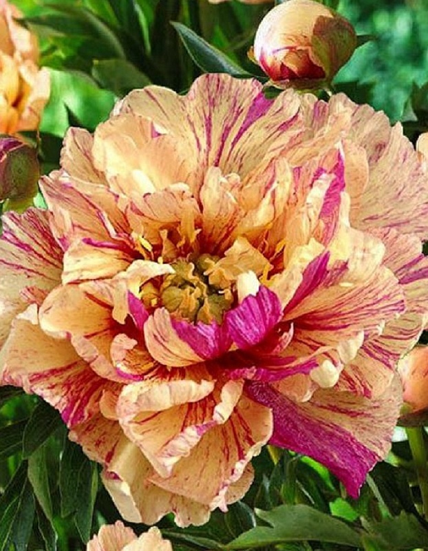 Пион ИТО-гибрид Лоллипоп