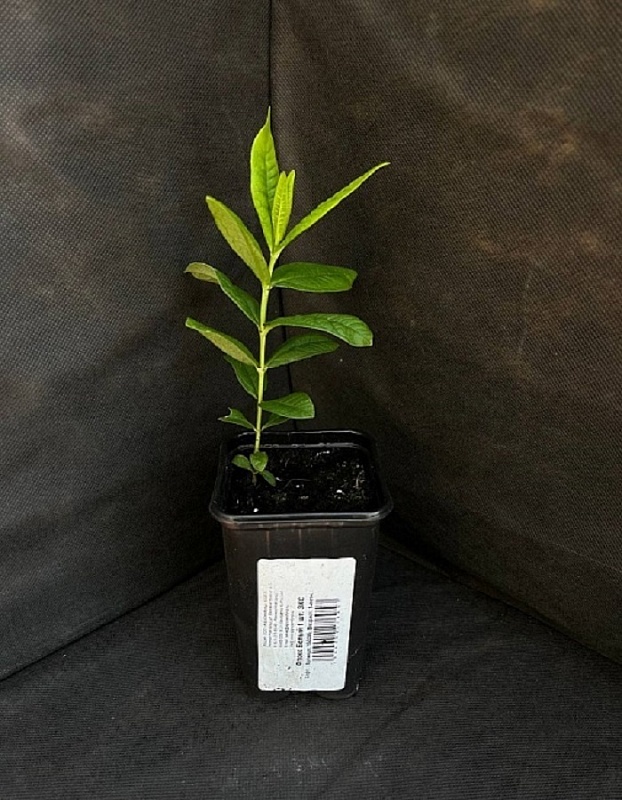 Флокс Белый