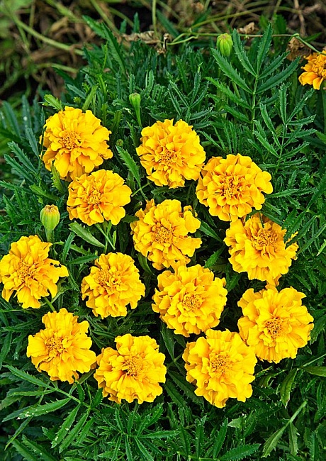 Бархатцы отклоненные Брокад Еллоу 0,5 гр