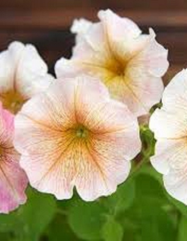 Петуния Ингрид F1 (УД) 10 шт