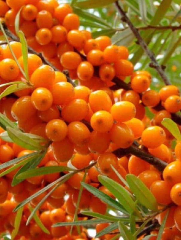 Облепиха Солнечная