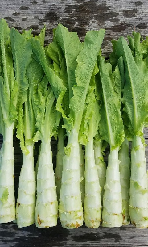 Салат Светлана-спаржевая (УД) 0,25 гр цв.п