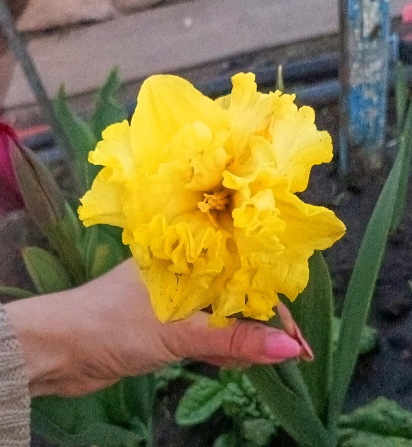 Нарцисс Флайер 1 уп.(2 шт.)  