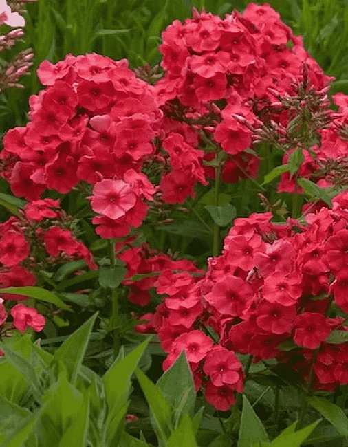 Флокс Джулиглут