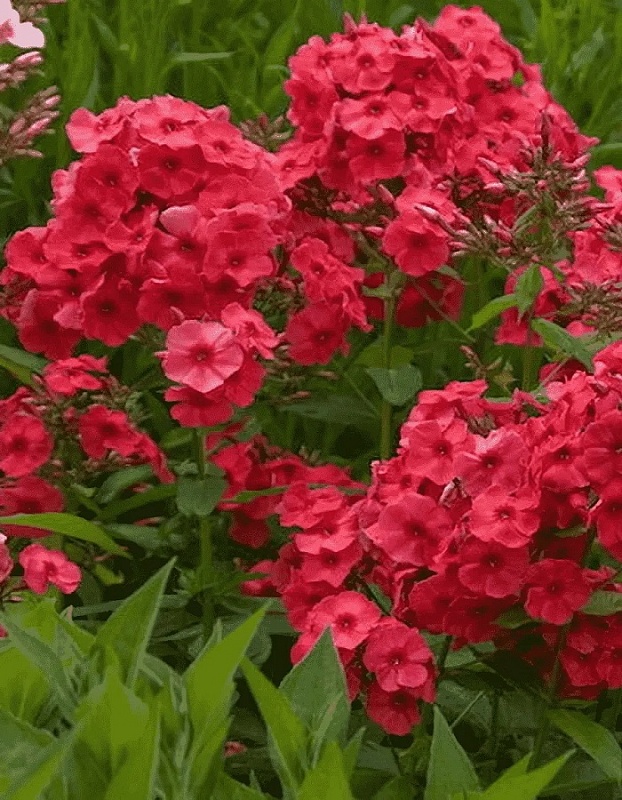 Флокс Джулиглут