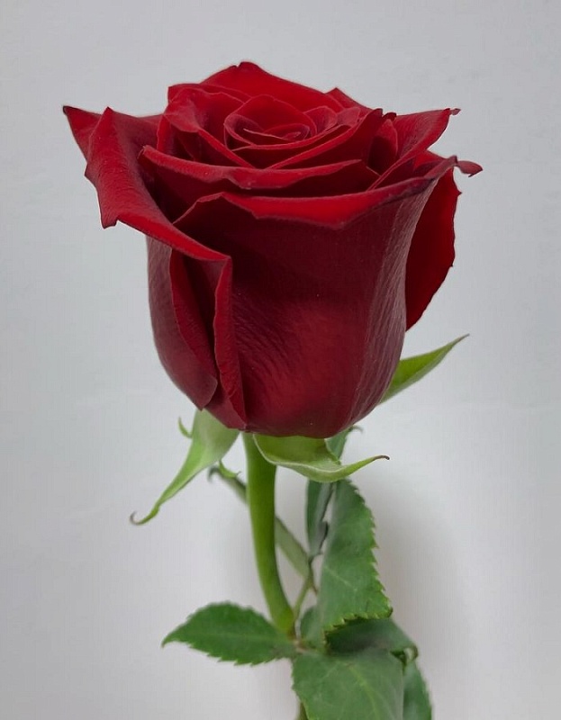 Роза чайно-гибридная Эксплорер 