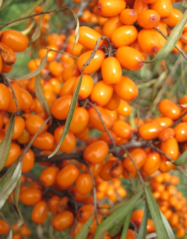 Облепиха Алтайская