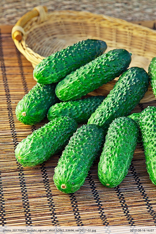 Огурец Эколь F1 8 шт. цв.п.