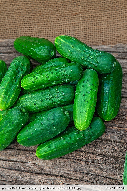 Огурец Голубчик F1 0,25 гр б.п.