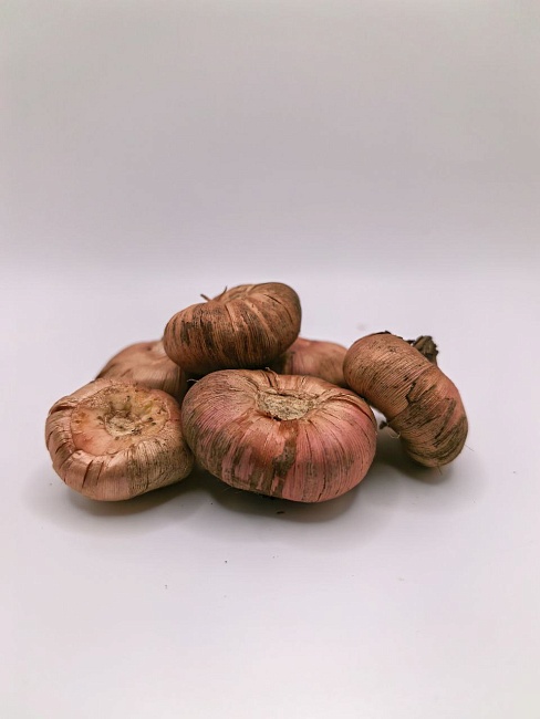 Гладиолус Арабиан Найт 1 уп. (3 шт.).