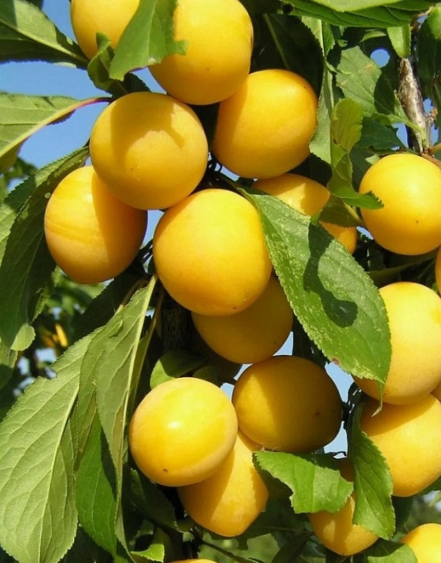 Алыча Лодва 